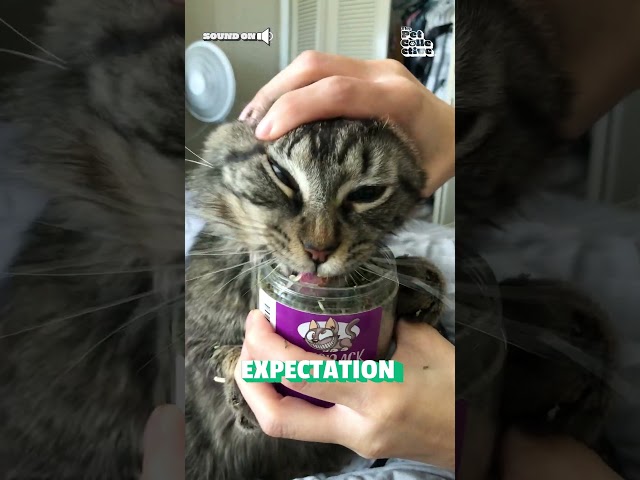 Catnip | Expectation vs Reality