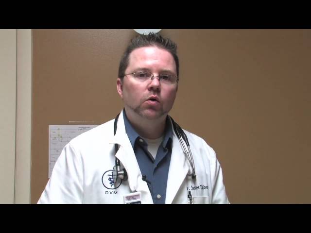 Canine Diseases & Treatment : Medication for Aggressive Dogs