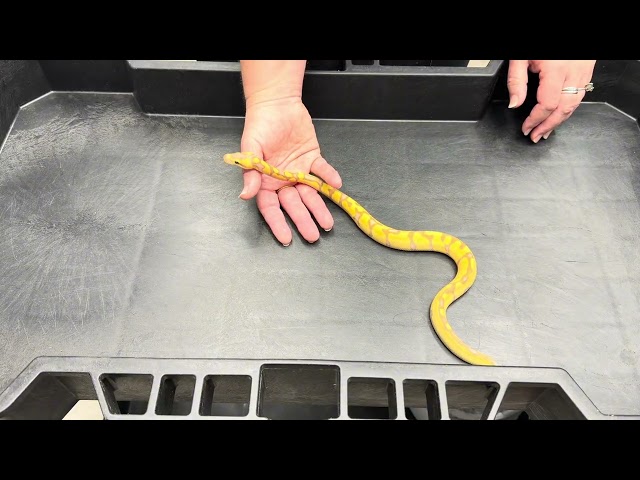 Ep. 6 update to 1st clutch of 2026 “eternal flame”