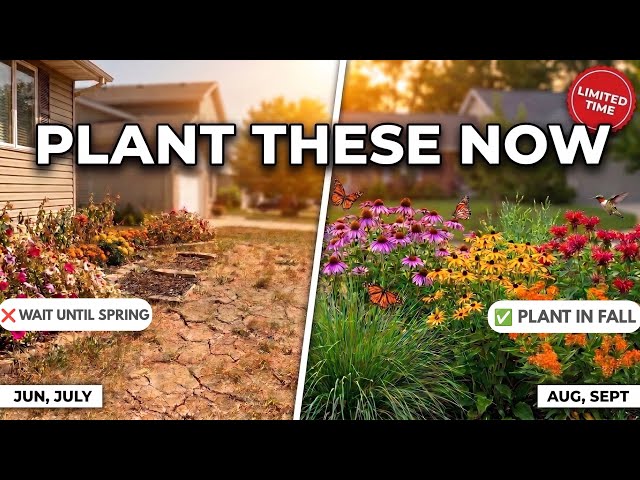 Plant These Before Fall Ends... They'll Come Back Every Year
