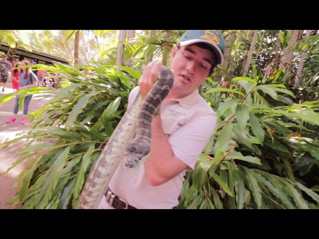 Hissing Carpet Python - Noosa 2017 -  Episode 2