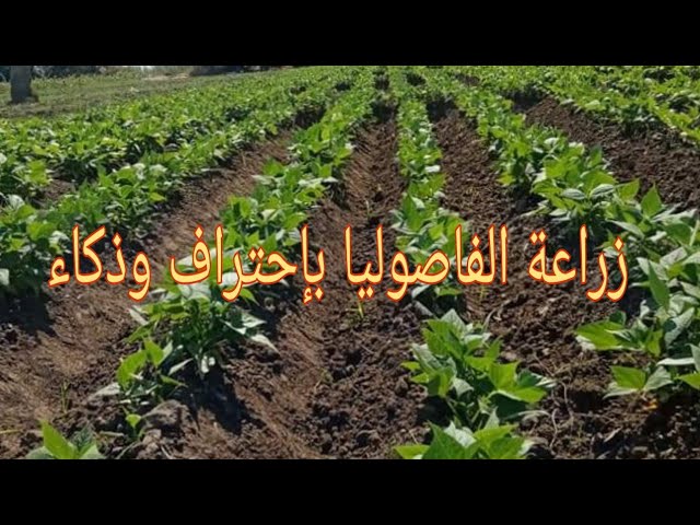 Bean cultivation, the best varieties for planting, and important information to increase producti...