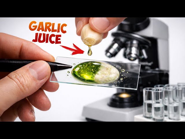 Why does garlic “make microbes explode”? The result shocked me.