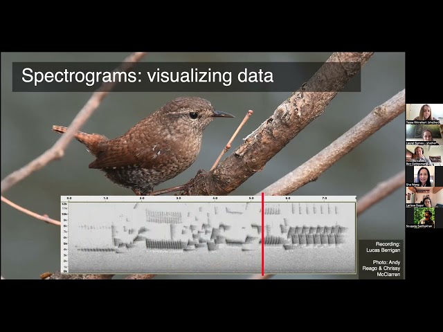 BioacousTalks: OpenSoundscape - Flexible deep learning for bioacoustics by Tessa Rhinehart