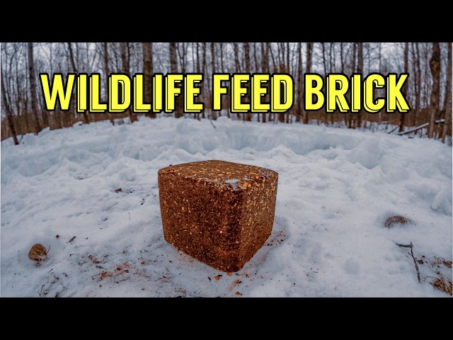 What Happens to a WILDLIFE FEED BRICK Left in the Woods? Let's find out! Trail Camera