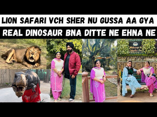 Lion ne attack kar ditta 😱 chatbir zoo 🫣 punjabi vlog | couple vlog