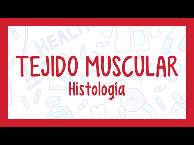 TEJIDO MUSCULAR | ¡Fácil explicación! (Histología)