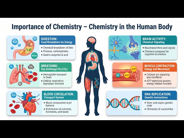 Importance of Chemistry in Everyday Life (Complete Visual Guide)