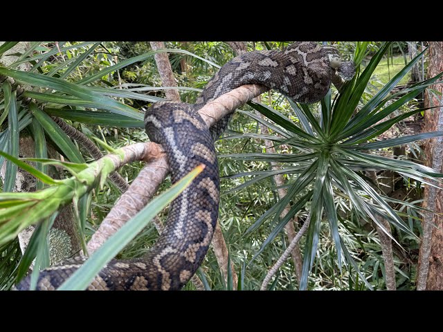 Dealing with a defensive python.