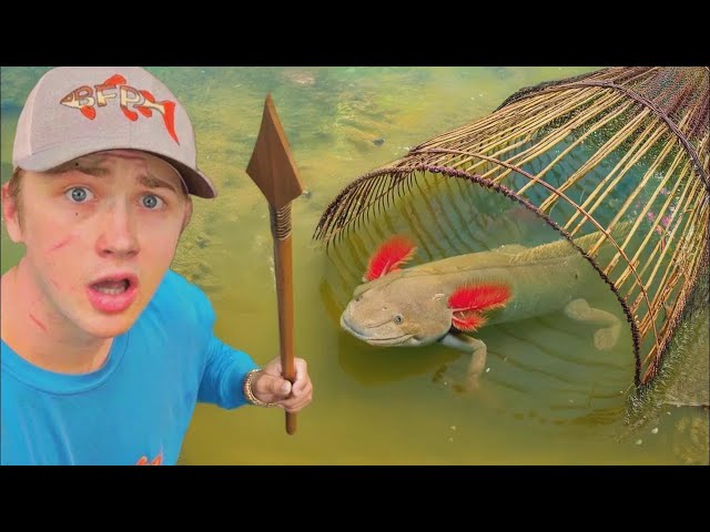 Atrapé ajolotes con una trampa de peces al estilo antiguo