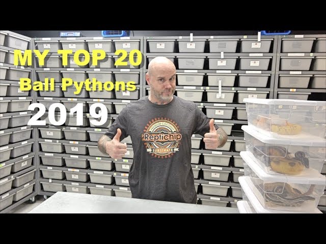 Mutation Creation's 2019 Top 20 Ball Pythons !! Part 1