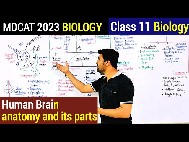 Synapse and its types | Human Brain anatomy and its parts MDCAT 2023 | Irtisam's Biology