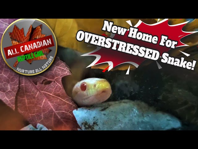 Stressed Corn Snake Bioactive Rebuild #allcanadianreptilegirl #nurtureallnature #cornsnake
