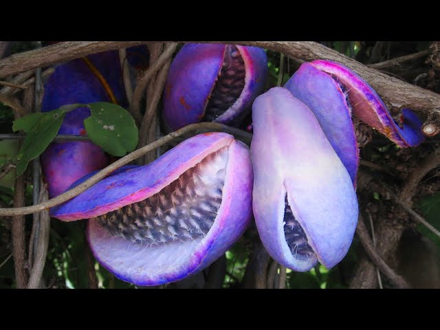 20 EXOTIC FRUITS YOU WON'T BELIEVE EXIST!