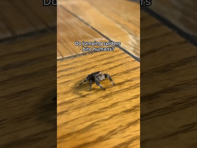 Do Jumping Spiders bite Humans?? #jumpingspider #arachnophobia #spooder