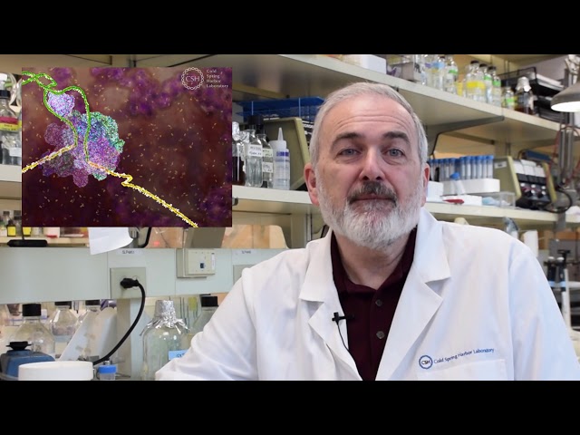 Breakthrough Prize to CSHL professor for SMA research