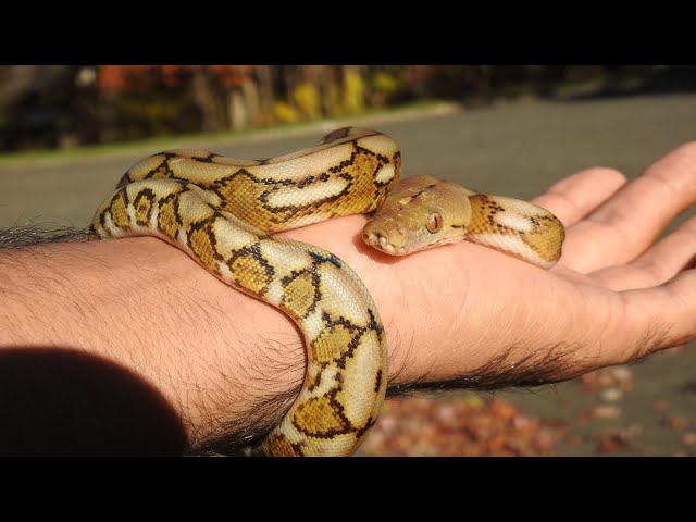 How big is a super dwarf Reticulated Python?