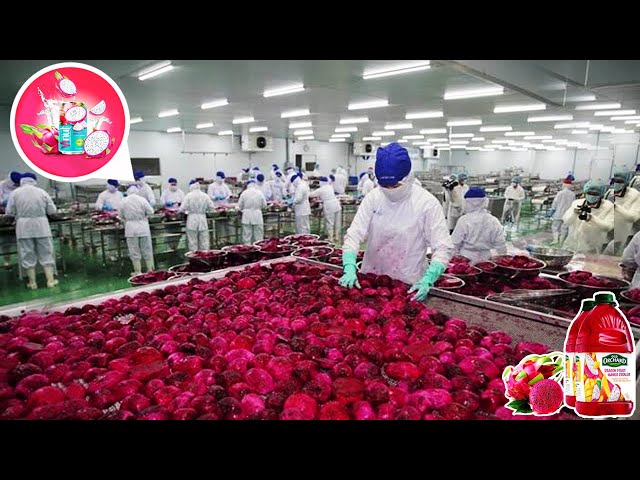 How Dragon fruits juice is made in a factory - Dragon Fruit Farming and Harvest