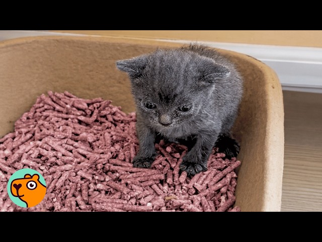 Tiny Kitten Refuses To Believe She's Small | Cuddle Buddies