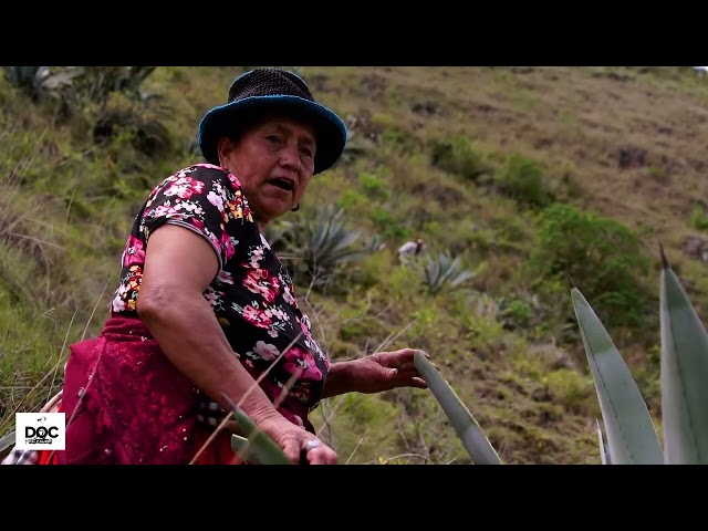 How to hollow out a penco, mishqui, or agave