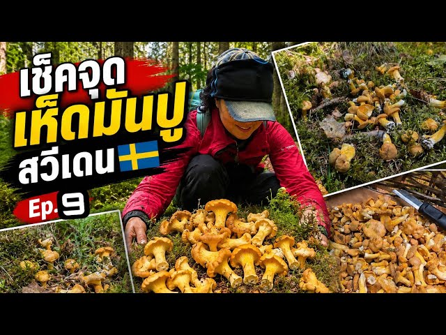 Ep.9 ผลงาน💕🍄‍🟫เก็บเห็ดวันหยุด ชีวิตที่มีความสุขและสนุกมากในสวีเดน🇸🇪