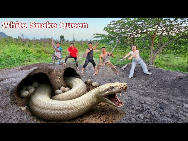 5 Experts Bravely Dig and Capture a Giant White Python