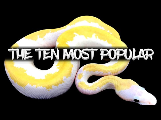 The 10 Most Popular Ball Python Morphs!
