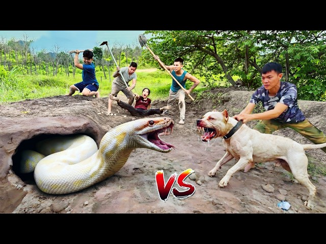 3 Brave Hunters Use a Pitbull to Catch a Ferocious Giant White Python