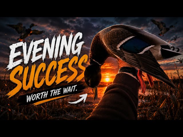 HUNTING THE SAME CORN FIELD BACK TO BACK DAYS FOR MALLARDS