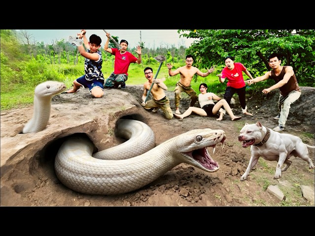 6 Brave Hunters Use a Pitbull to Dig Out and Capture 2 Ferocious Giant White Pythons