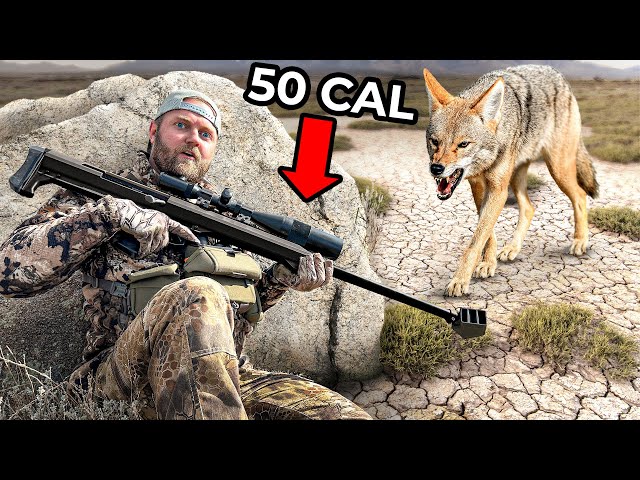 We Hunted Coyotes with a 50 Cal Sniper Rifle! Hunting Challenge