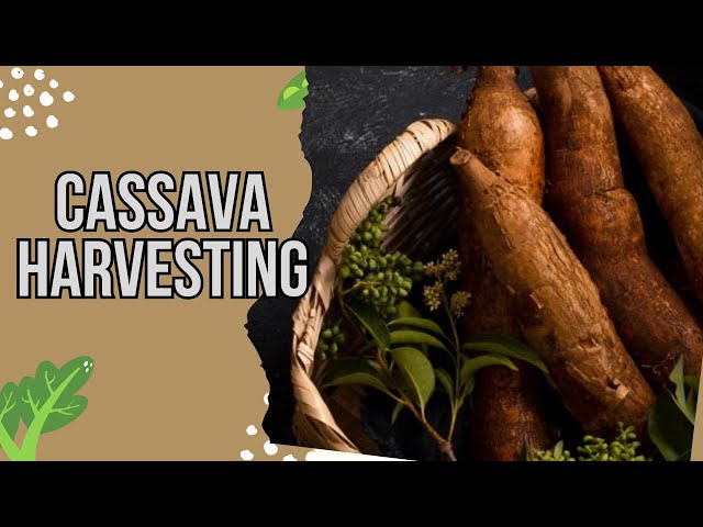 Modern Cassava Harvesting: How Farmers Produce Millions of Tons | Farming Documentary