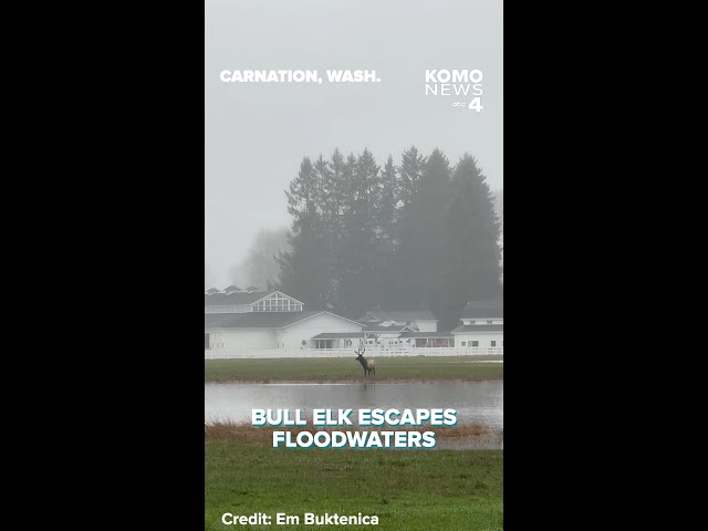 Bull elk caught in floodwaters in Washington state