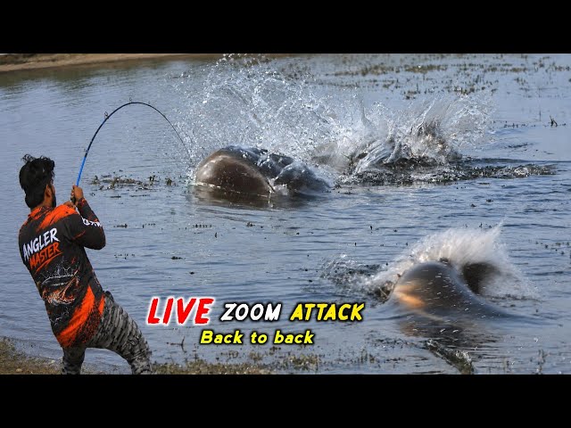 🎣 Big Snakehead Fishing 😱 | Back to Back LIVE Attacks | Frog fishing Tricks 