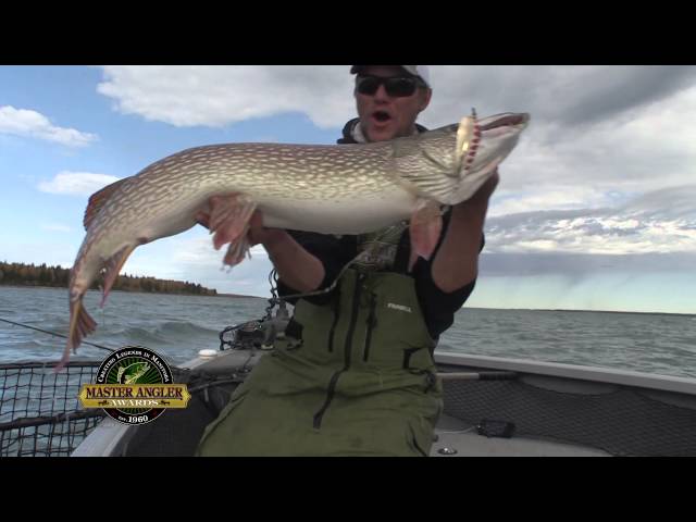 Giant Northern Pike Fishing in Manitoba - Manitoba Master Angler Minute