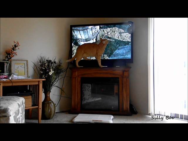 Cat Destroys Soundbar (Silly Boo)