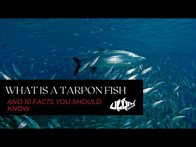 What Is A Tarpon Fish And 10 Facts You Should Know