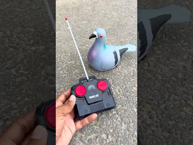 New paro remote control | RC Bird