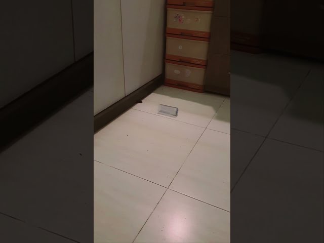 Bé Tí quá khôn - P3 - Baby mouse , hài hước.