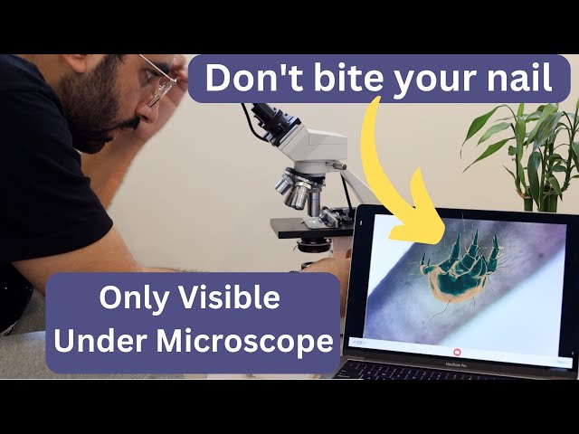 5 Things Under a Microscope - Common Household Items