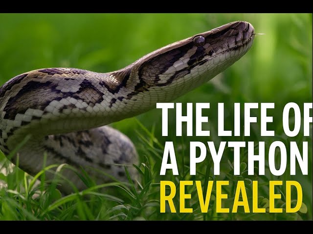 We Followed a Baby Python.. Until it Got Caught