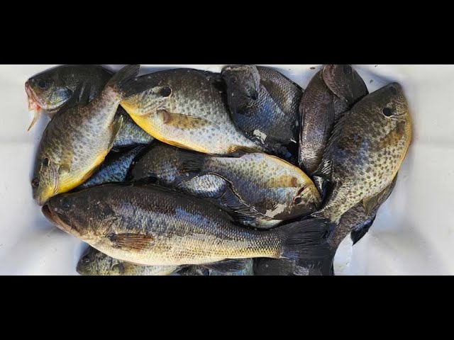 Fishing For Shellcracker And Bluegill With Worms.