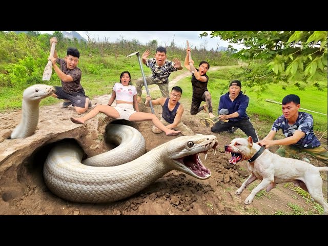 Experts Bravely Use a Pitbull to Dig Out and Capture a Giant White Python to Save a Girl