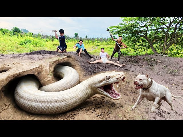 3 Brave Hunters Use a Pitbull to Dig Out and Capture a Ferocious Giant White Python