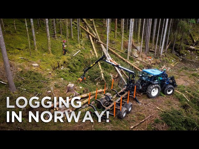 How They Log Trees in Norway!