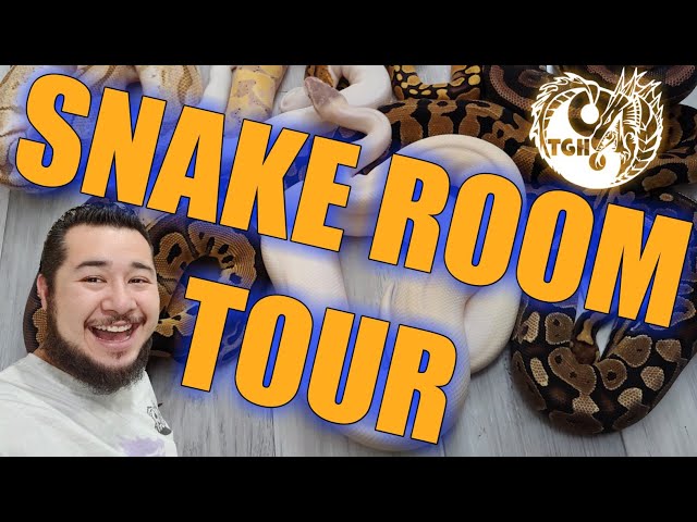 Reptile Room Tour #PositivityMovement