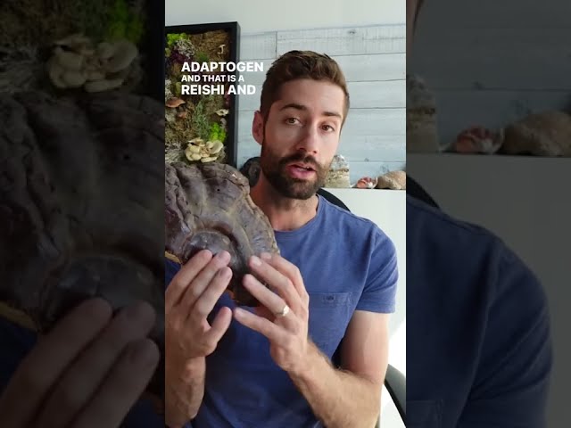 Are Mushrooms Adaptogens?