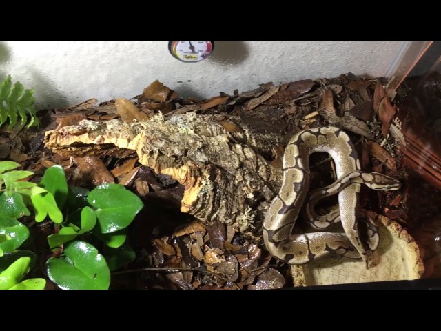 Bioactive Setup - Ball Python