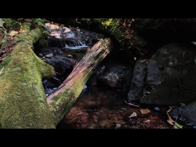 Relaxing Piano Music – Healing Vibes & River Flow for Gentle Meditation and Relaxing Sleep