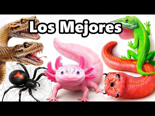 Mis Mejores Mascotas de 2025 (hasta ahora)